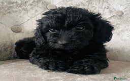 Cockapoo dogs for sale: Beautiful Black Cockapoo Puppies  - Image 4