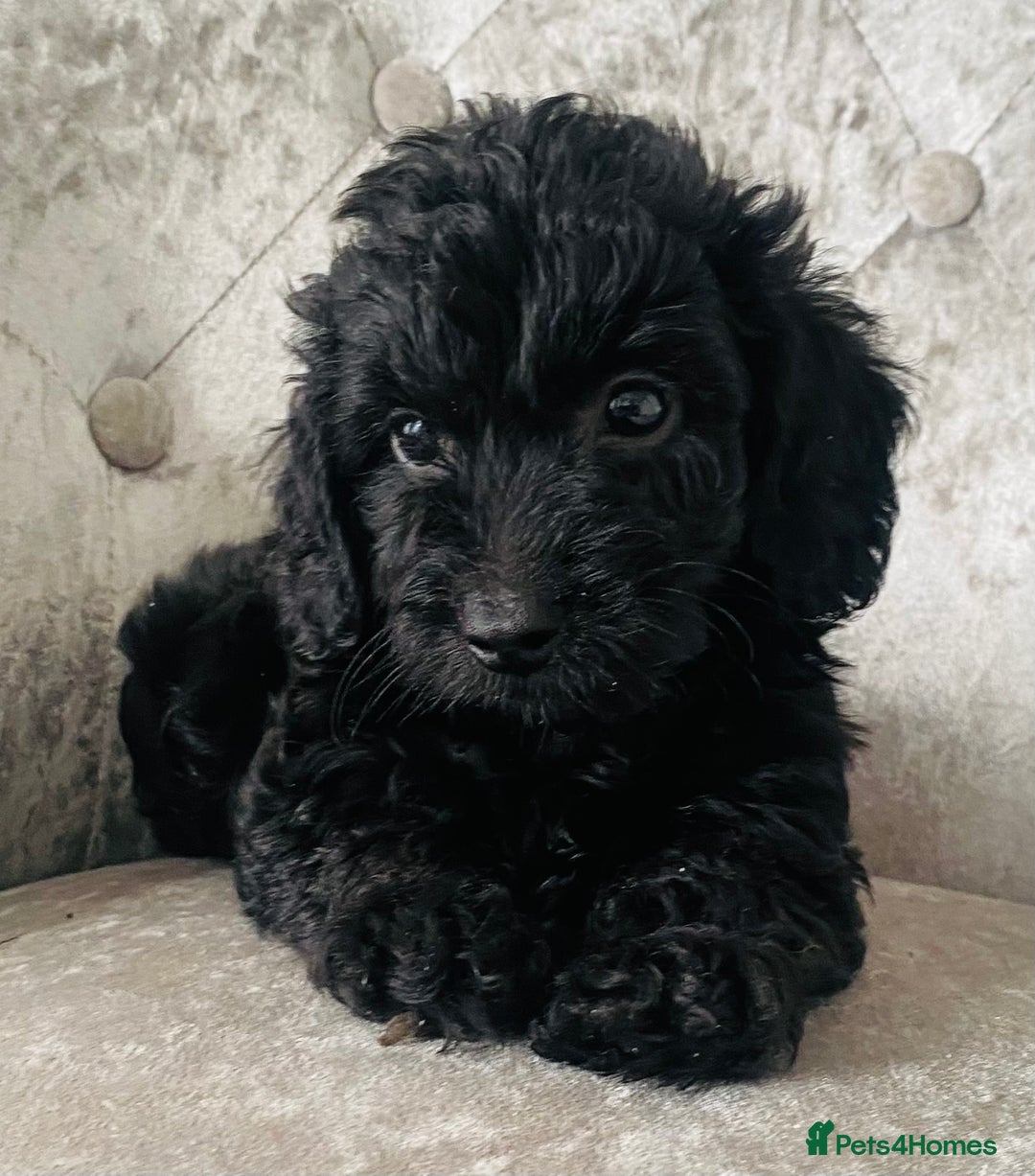 Cockapoo dogs for sale: Beautiful Black Cockapoo Puppies  - Image 4