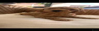 Cockapoo 1