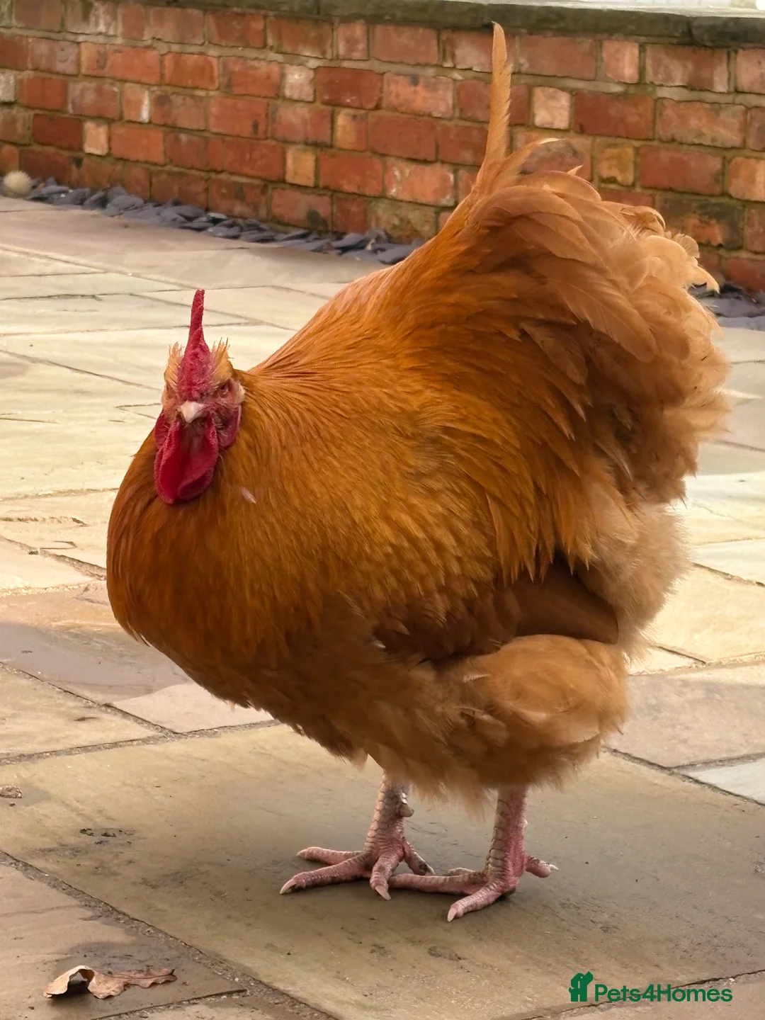 Chickens poultry for sale: Beautiful Buff Orpington Boy in Leamington Spa - Advert 2