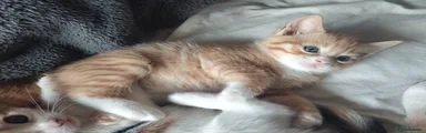 Mixed Breed Kitten 1