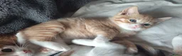 Mixed Breed cats for sale: Litter of 4 kittens  - Advert 11