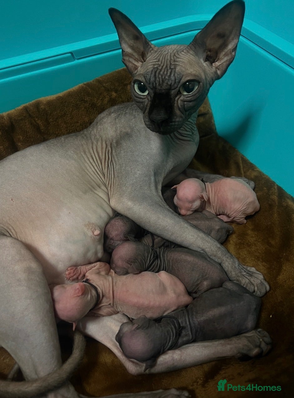 Sphynx cats 🐾 Beautiful Sphynx Kittens  ready to leave🐾 - Advert 1