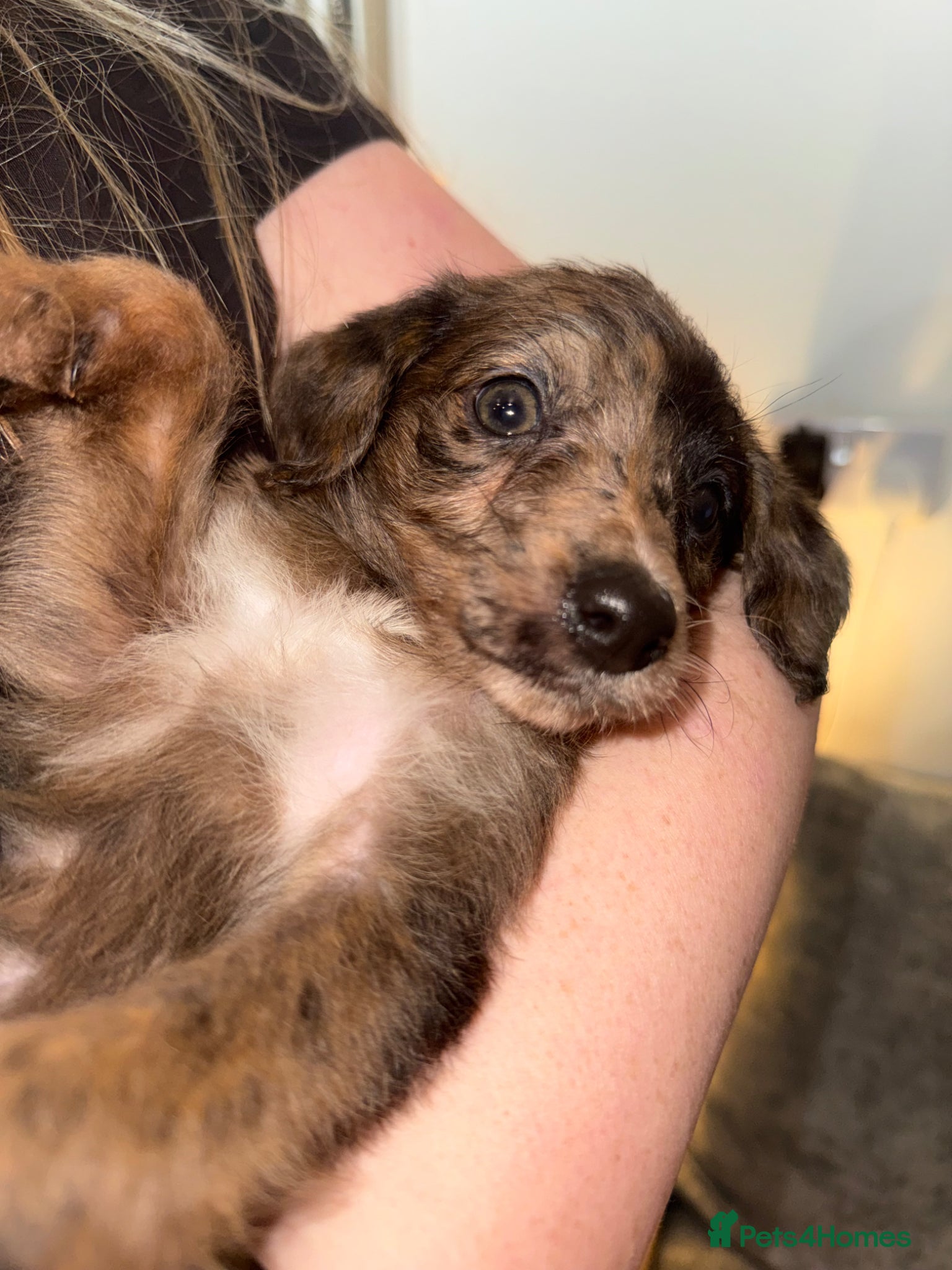 Mixed Breed dogs F1 Toy poodle / whippet  - Advert 7