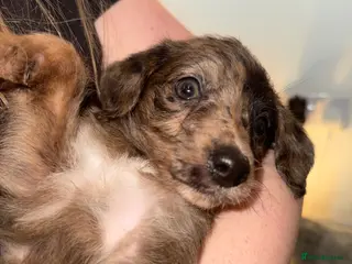 Mixed Breed dogs F1 Toy poodle / whippet - Advert 7