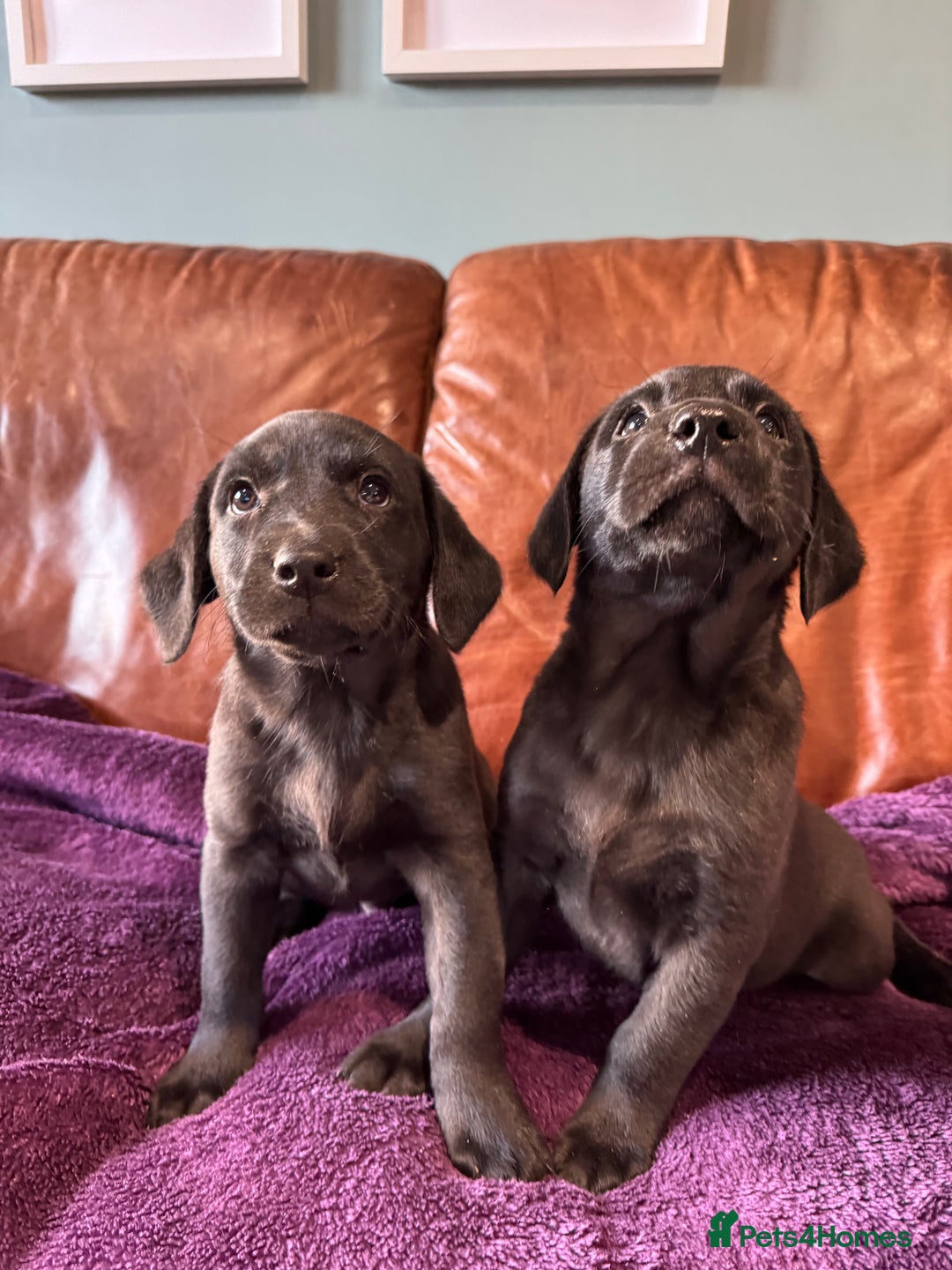Labrador Retriever dogs for sale: Black Labrador Puppies, 5* Licensed Breeder - Advert 7