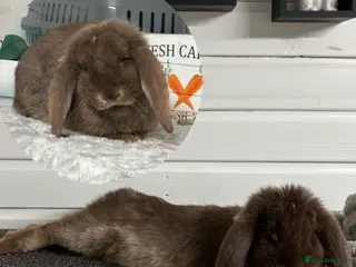 French Lop rabbits Bonded pair giant French females - Advert 4