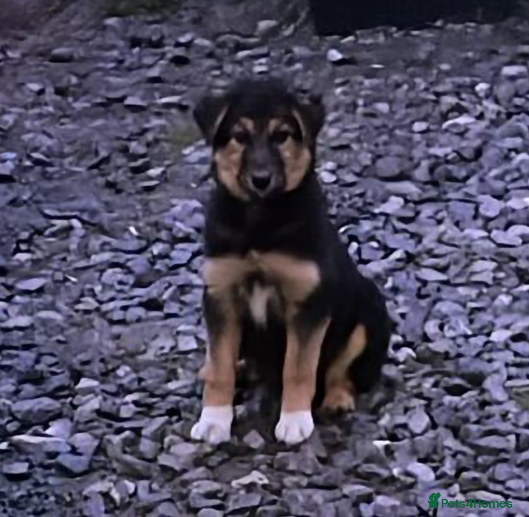 Mixed Breed dogs for sale: Girl TRI- due to unforseen circumstances - Image 4