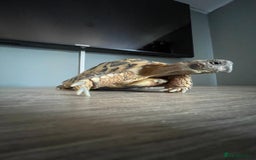 Hermann Tortoise reptiles for sale: 8 yr old Herman Tortoise- Podrick  - Image 3