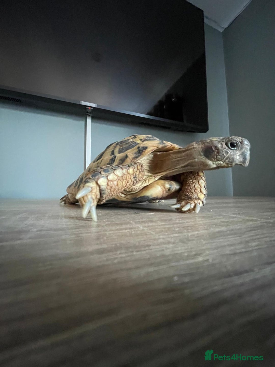 Hermann Tortoise reptiles for sale: 8 yr old Herman Tortoise- Podrick  - Image 3