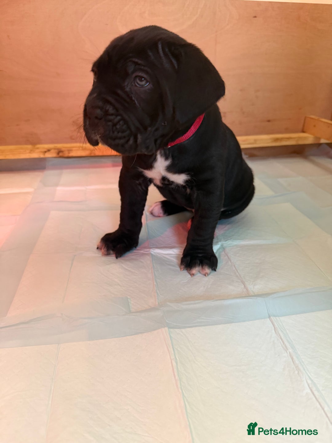 Cane Corso dogs for sale: *PRICE DROP* HUGE STUNNING FULL PEDIGREE FEMALES - Advert 14