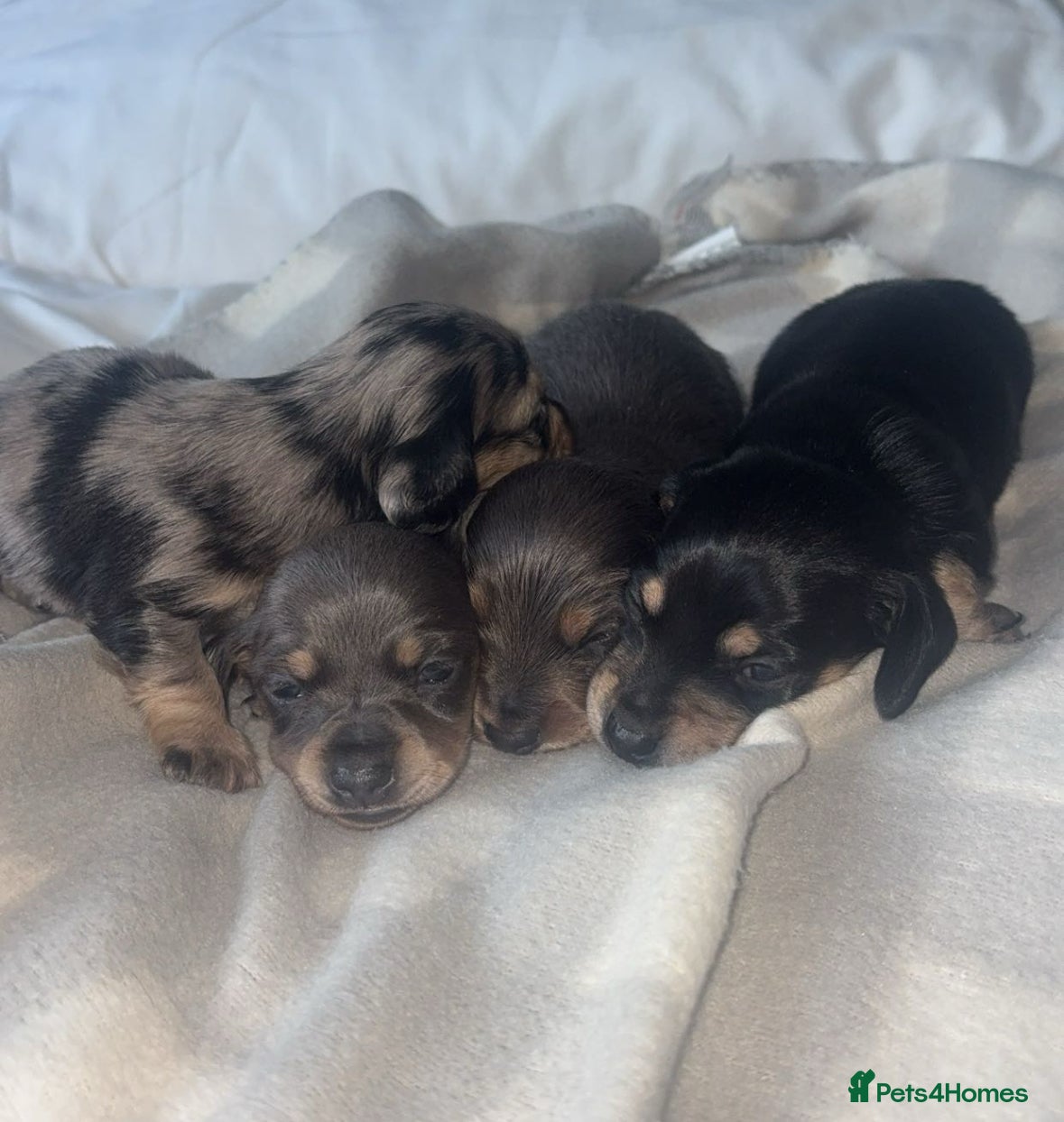 Miniature Dachshund dogs Mini dachshunds  - Advert 2