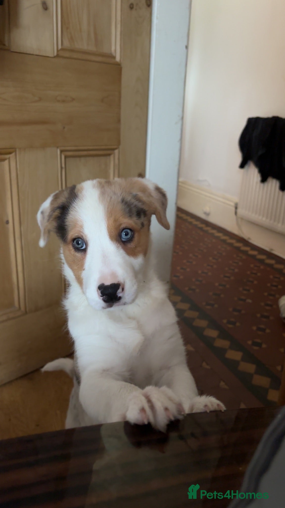 Border Collie dogs border collie puppy - Advert 3