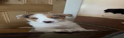 Border Collie dogs for sale: border collie puppy - Advert 1