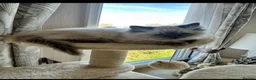 Ragdoll cats for sale: Beautiful Beau in London - Advert 2