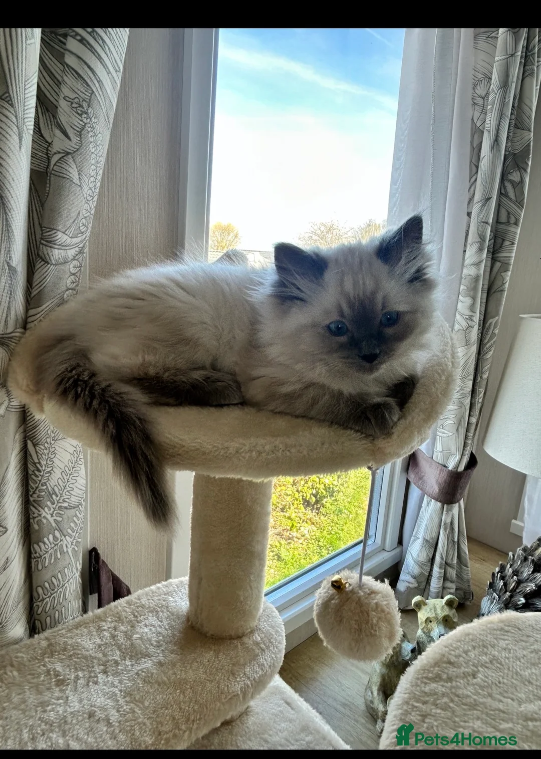 Ragdoll cats for sale: Beautiful Beau in London - Advert 2