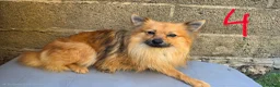 Pomeranian dogs for sale: Adult Dogs Looking for Their Forever  Homes - Advert 7