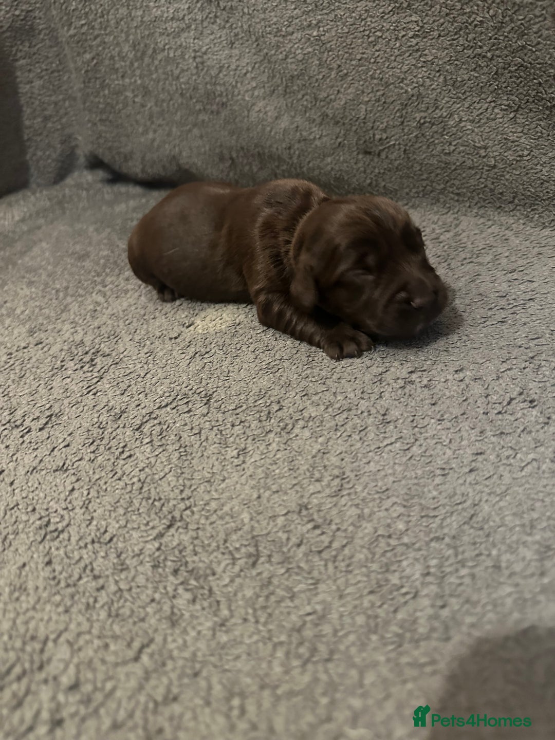 Mixed Breed dogs for sale: Sprockerdor bitch pup *READY NOW* - Advert 25