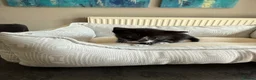 Mixed Breed cats for sale: Beautiful playful kittens for sale - Advert 18