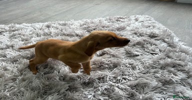 Labrador Retriever dogs - Advert 12
