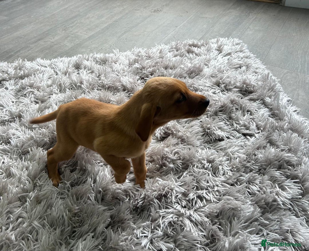 Labrador Retriever dogs for sale: "LAST MALE" Ready To Leave - Image 2