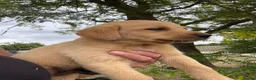Labrador Retriever dogs for sale: 🖤🧡Fantastic Chucky KC Lab Puppies - Advert 25
