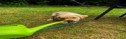 Labrador Retriever dogs for sale: Kc registered yellow lab puppies  - Advert 6