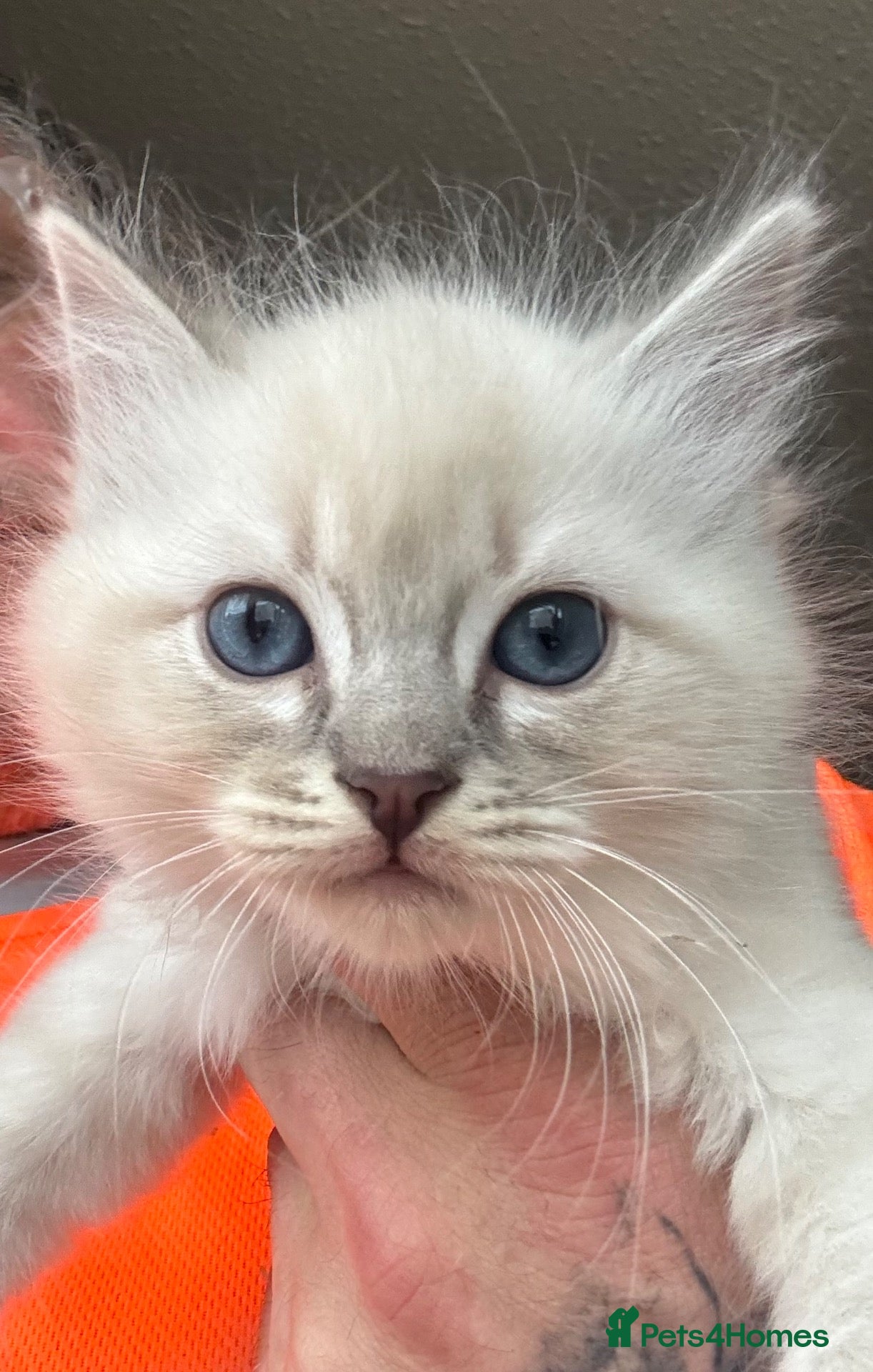 Ragdoll cats Spectacular lynx ragdoll kittens (1 boy left )  - Advert 5