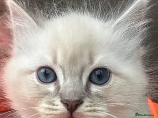 Ragdoll cats Spectacular lynx ragdoll kittens (1 boy left ) - Advert 5