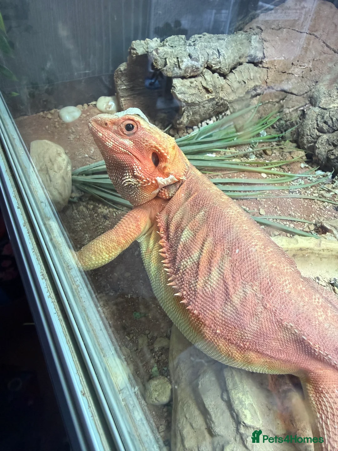 Bearded Dragon reptiles for sale: HypoTrans Red Bearded Dragon reptile lizard - Advert 2