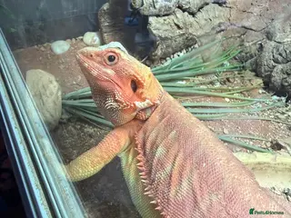 Bearded Dragon reptiles HypoTrans Red Bearded Dragon reptile lizard in Pontypool - Advert 1