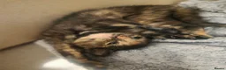 Mixed Breed cats for sale: 3 beautiful babies looking for forever homes - Advert 10