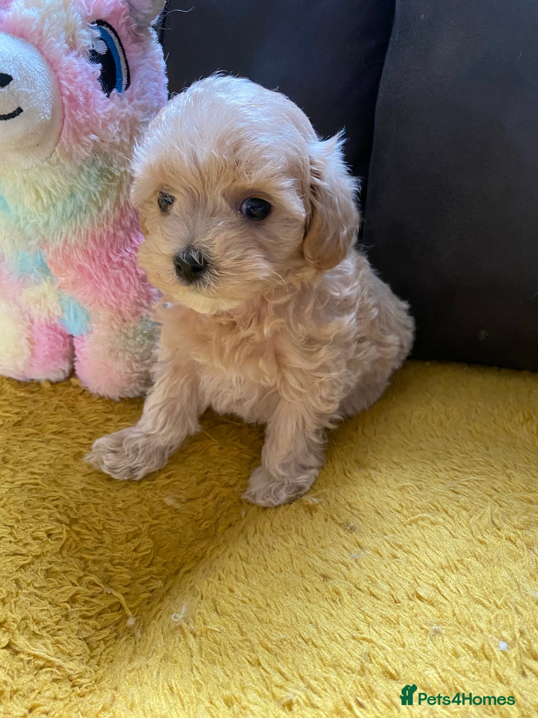 Maltipoo dogs for sale: Tiny Maltipoo Puppies - Image 27