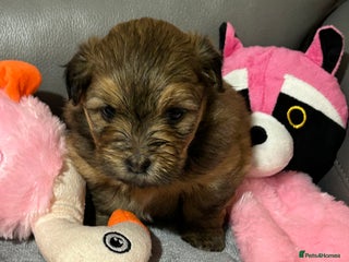 Havanese dogs - Advert 1