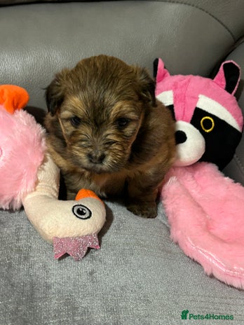 Havanese dogs - Advert 1