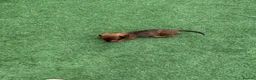 Miniature Dachshund dogs for sale: Miniature Daschund  - Advert 12