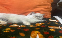 Exotic cats for sale: EXCEPTIONAL GCCF PERSIAN EXOTIC  - Image 7