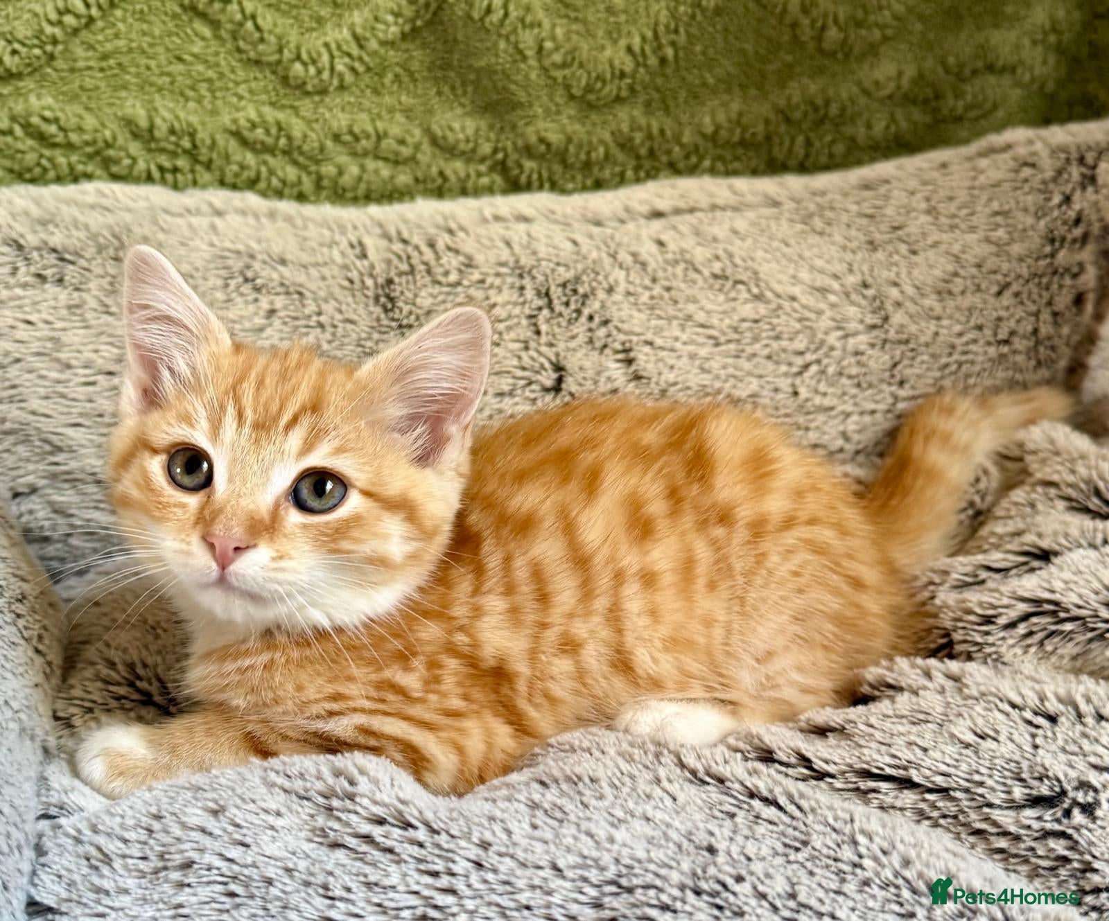 Mixed Breed cats BEAUTIFUL GINGER GIRL KITTENS - Advert 2
