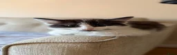 Mixed Breed cats for sale: Ragdoll Male Kitten + 2 Female Calico Kittens - Advert 4