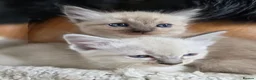 Ragdoll cats for sale: Beautifull Ragdoll Kittens - Advert 4