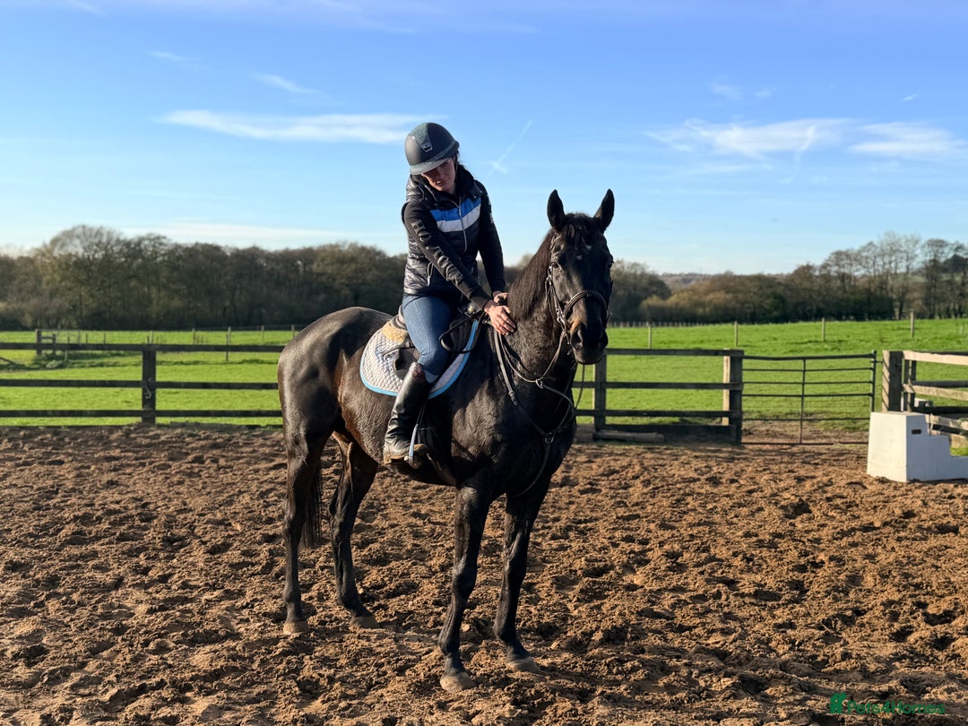 English Thoroughbred horses for sale: Kind And Deserving Gelding  - Advert 2