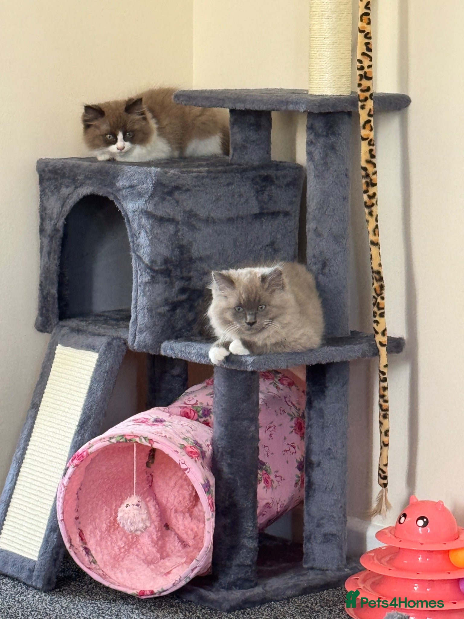 Ragdoll cats Beautiful mink coloured ragdolls kittens ready now - Advert 19