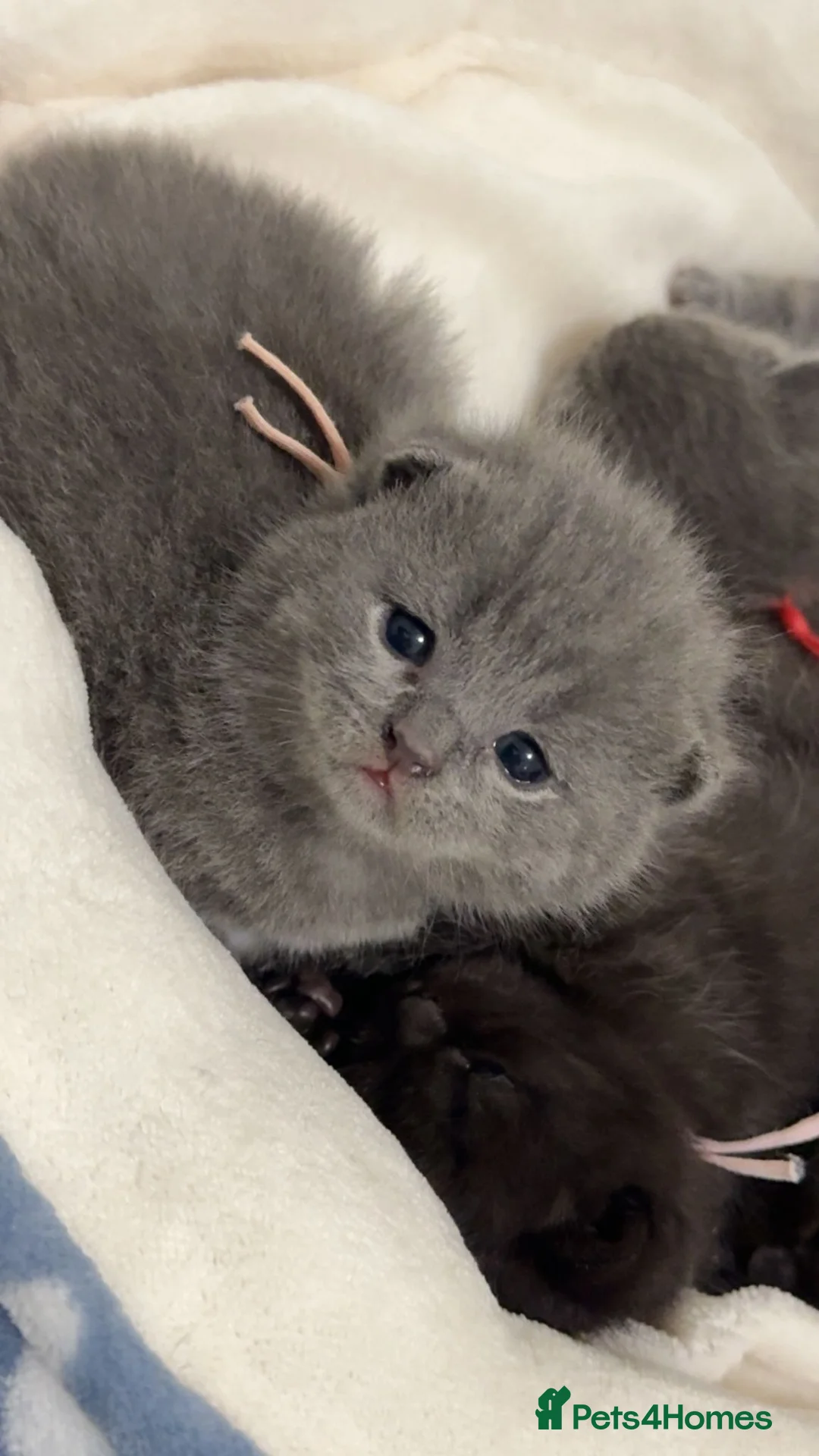 British Shorthair cats for sale: Ready to reserve chunky british shorthair - Advert 2