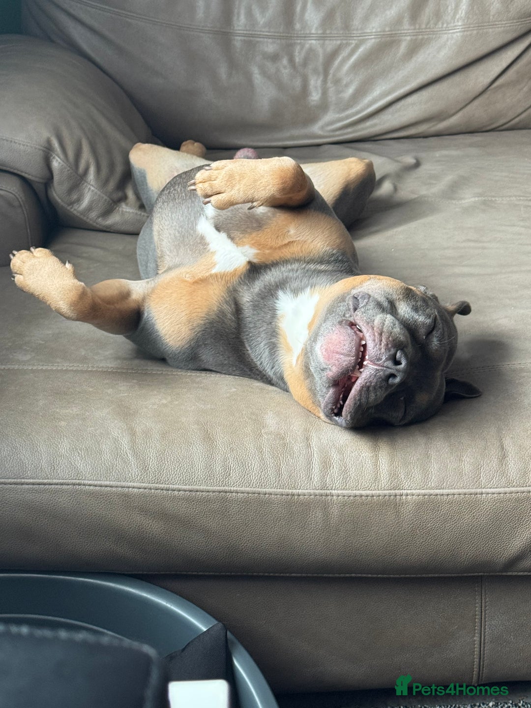 Staffordshire Bull Terrier dogs for stud: Bear the Tri-Colour Staffy - Advert 4