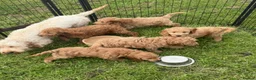 Cockapoo dogs for sale: F1b COCKAPOO Puppies - Advert 6