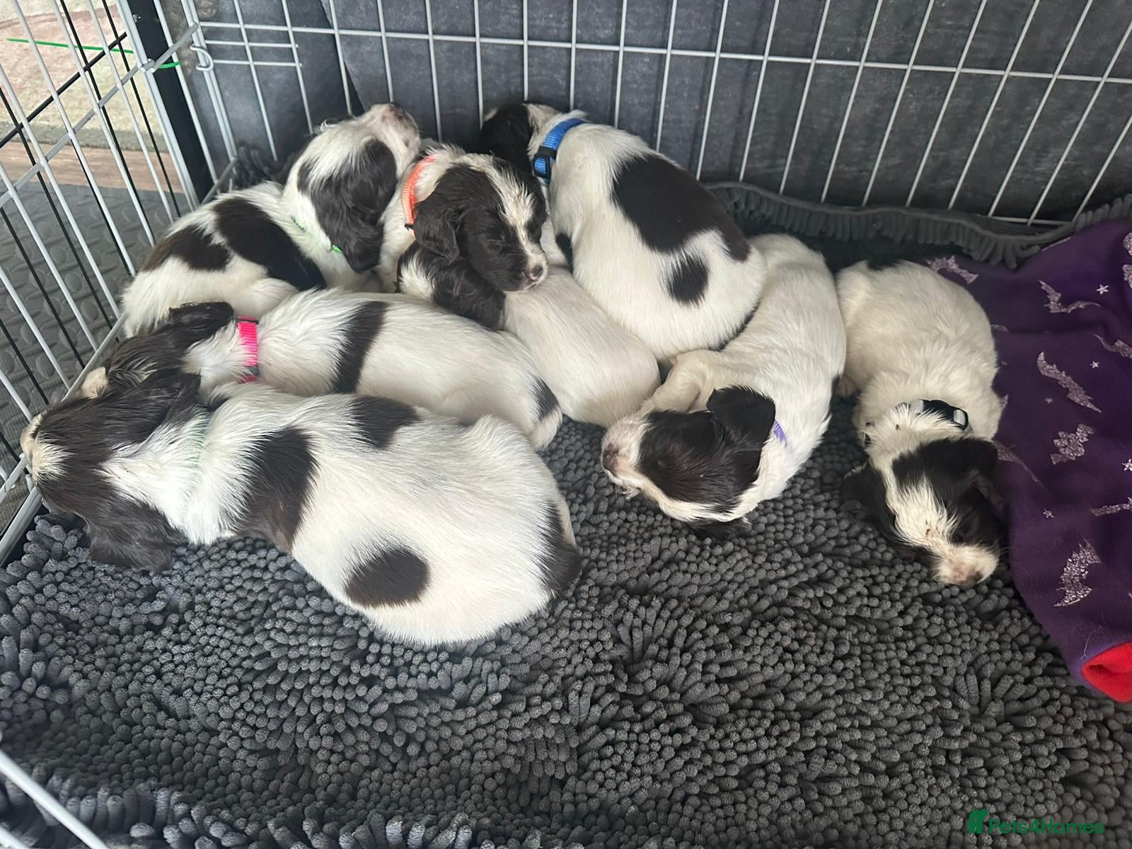 English Springer Spaniel dogs KC registered L&W springer pups  - Advert 2
