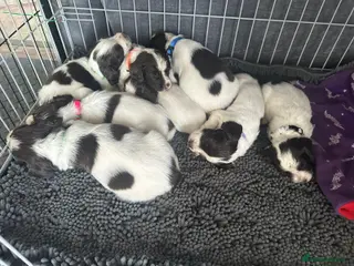 English Springer Spaniel dogs KC registered L&W springer pups - Advert 2