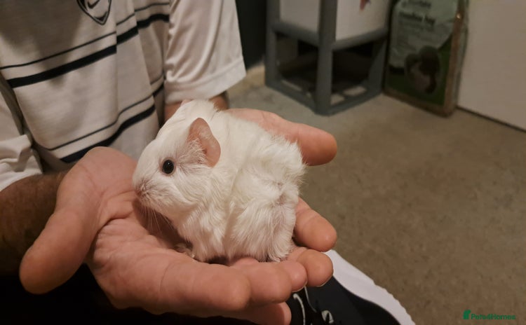 Guinea Pig rodents - Advert 2
