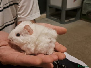 Guinea Pig rodents - Advert 34