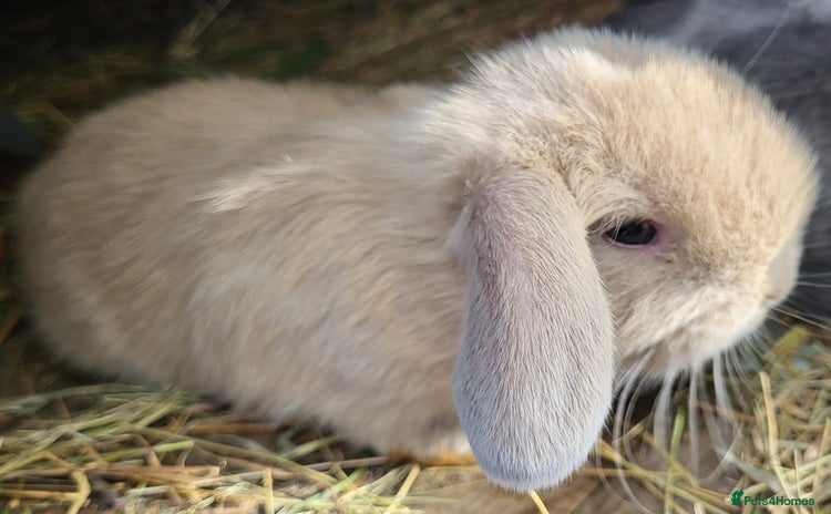 Mini Lop rabbits - Advert 1